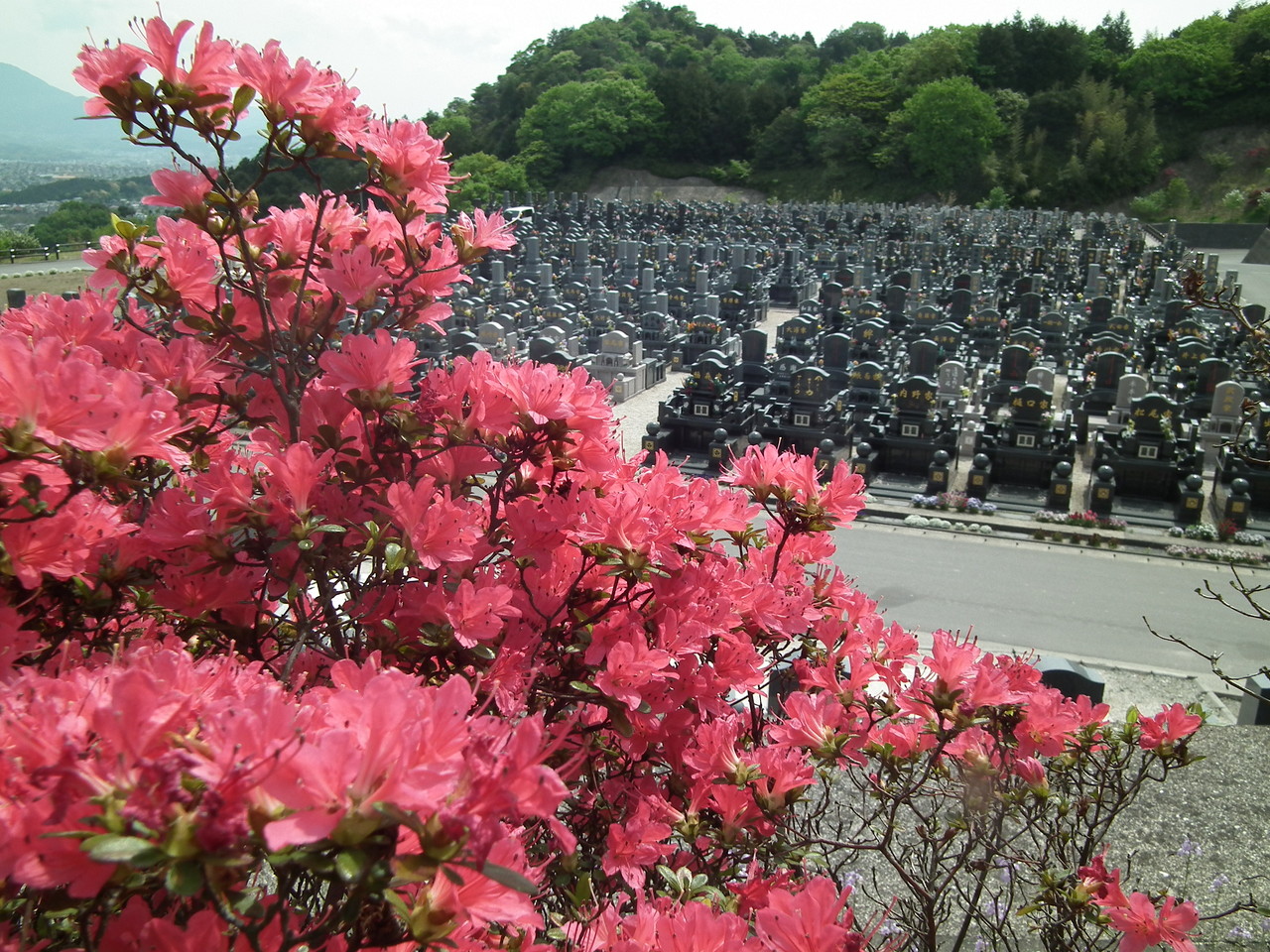 龍華霊園の春の風景