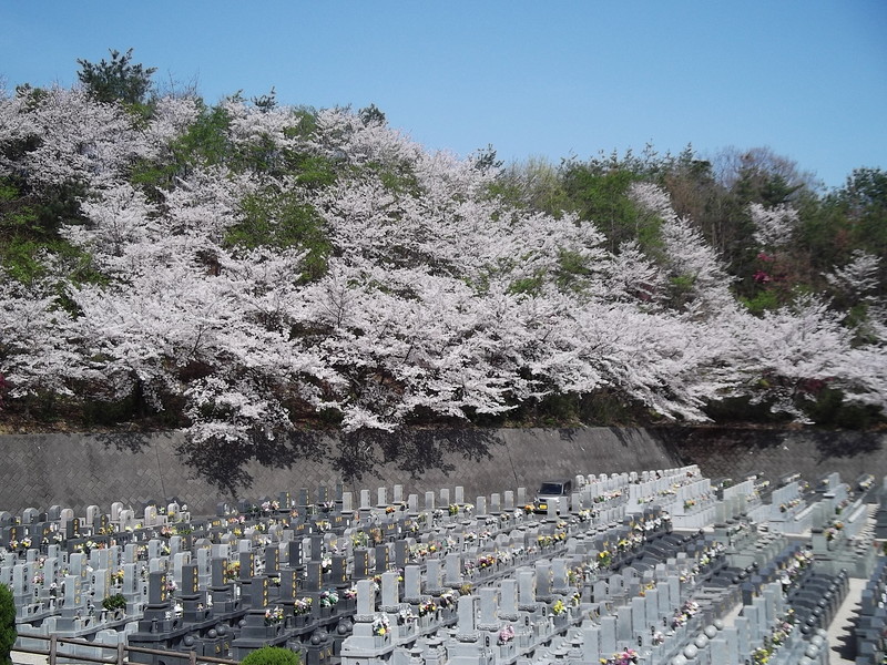 龍華霊園の春の風景