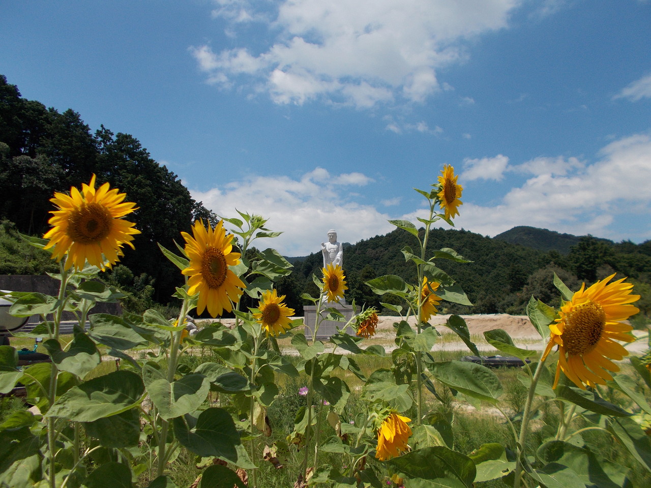 龍華霊園の夏の風景